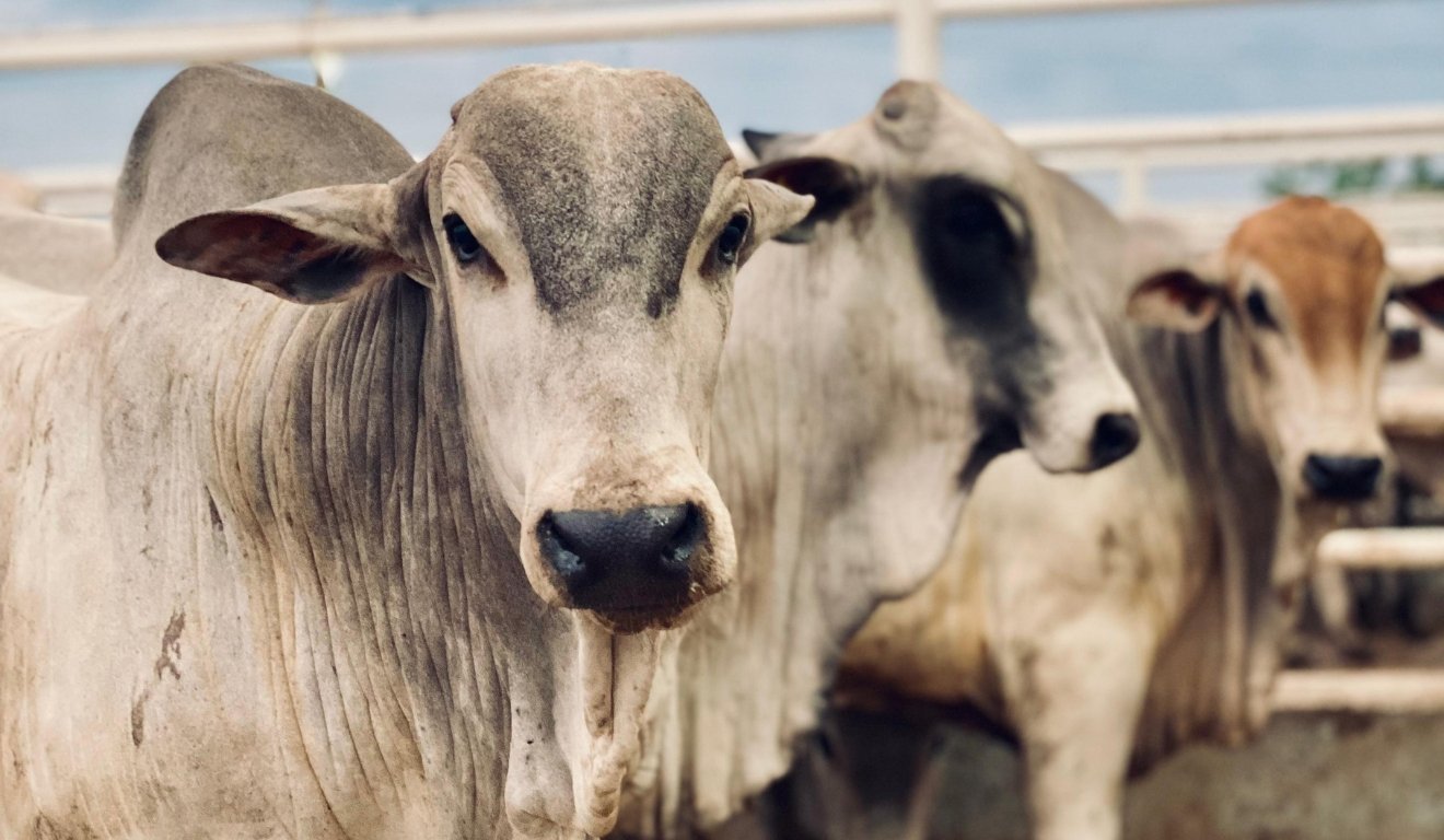 Cria, recria e engorda na pecuária