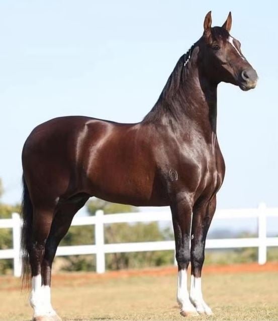 Cavalo Quantum morreu