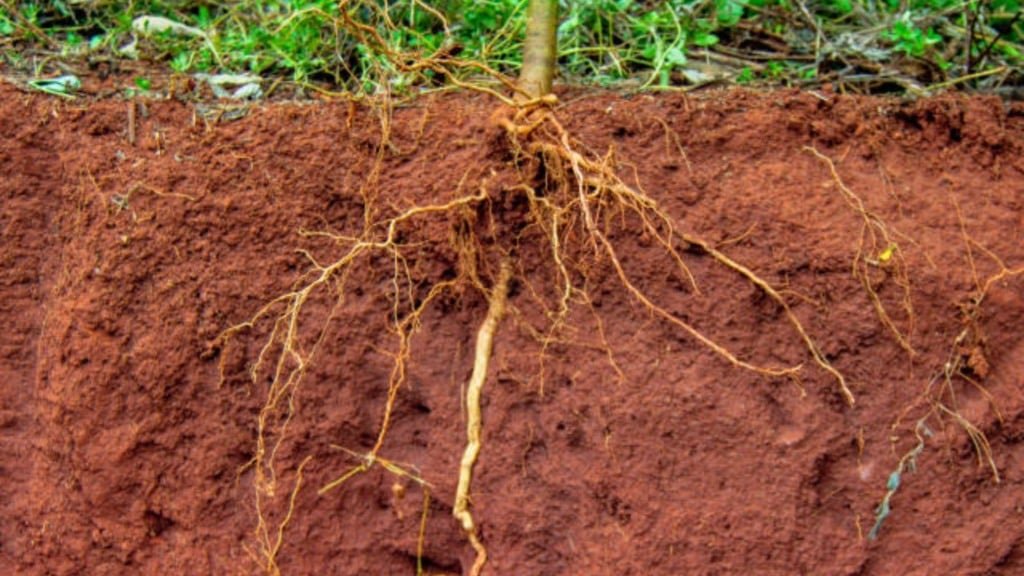 Enraizamento do Feijão-guandu - BRS Guatã - Foto: Juliana Sussai/Embrapa Pecuária Sudeste