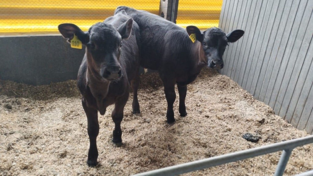 Bezerros cruzados e Angus com matriz holandesa. Foto: Moroz, Michail. 2025