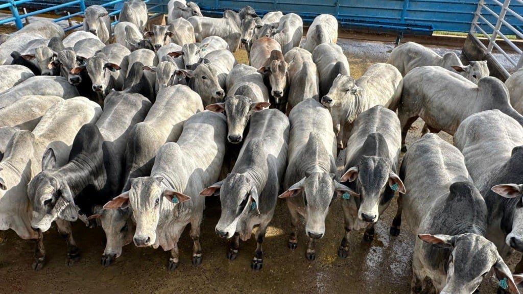 O peso médio por carcaça foi de surpreendentes 324 quilos, ou seja, 21,6 arrobas por bicho. Foto: Divulgação/Friboi Bela Vista (MS)
