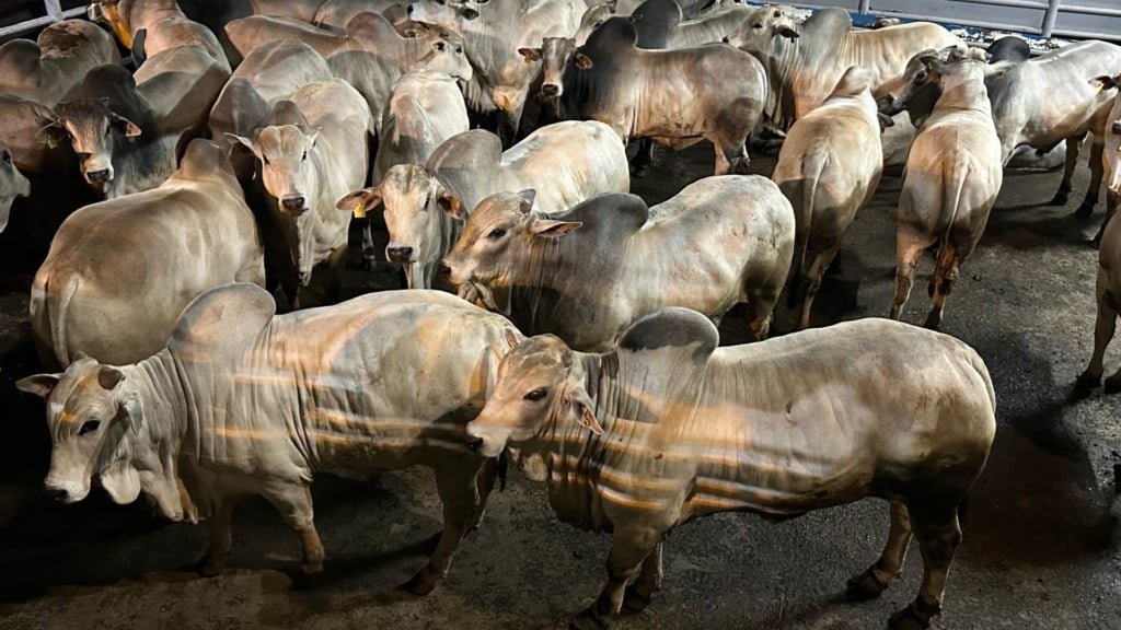 Machos Nelore, o 1º lugar, do pecuarista Wilson Brochmann, da Fazenda Maragogipe, em Itaquiraí (MS). Foto: Divulgação/Friboi de Naviraí (MS)