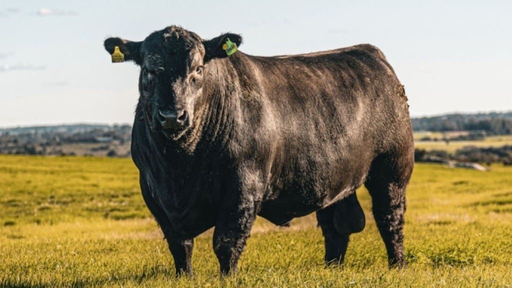 Reprodutor da raça Angus. Foto: ABA
