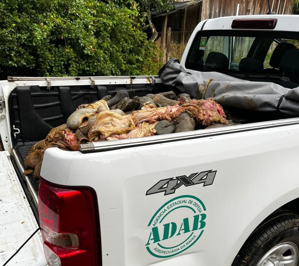 apreesão de carne clandestina; adab