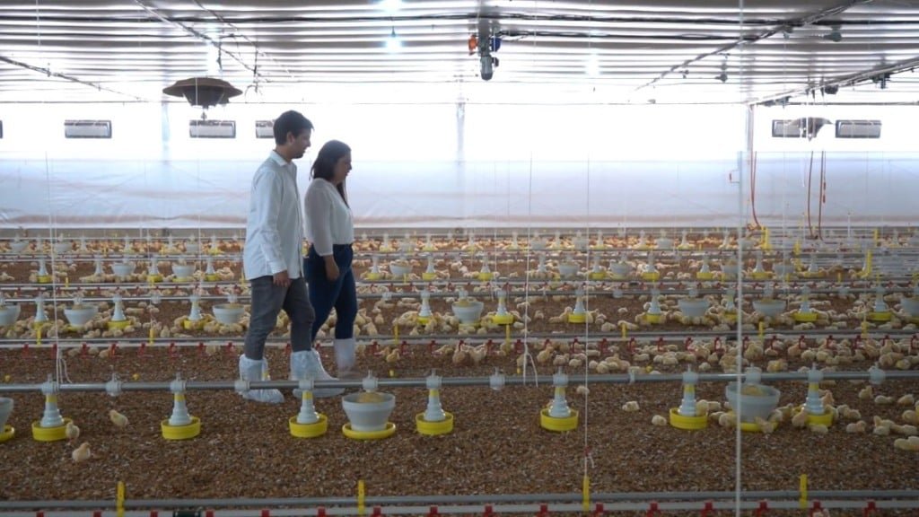 Avicultura familiar da Família Biglia transforma rotina de família em SP | Canal Rural
