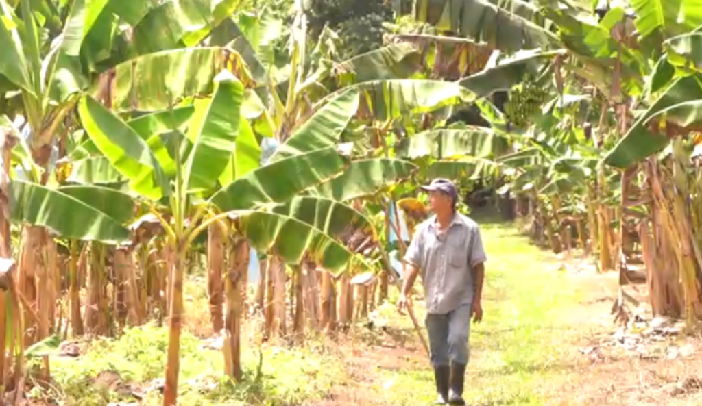 Homem em meio ao bananal