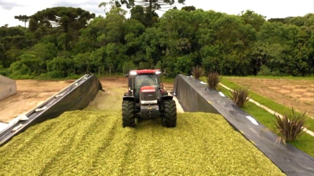 Compactação de silagem de milho. Foto: Reprodução