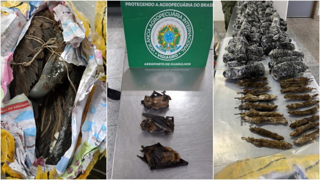 animais apreendidos Aeroporto de Guarulhos