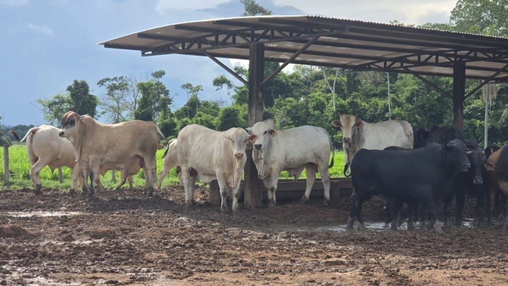 Foto: Divulgação/Friboi de Alta Floresta (MT)