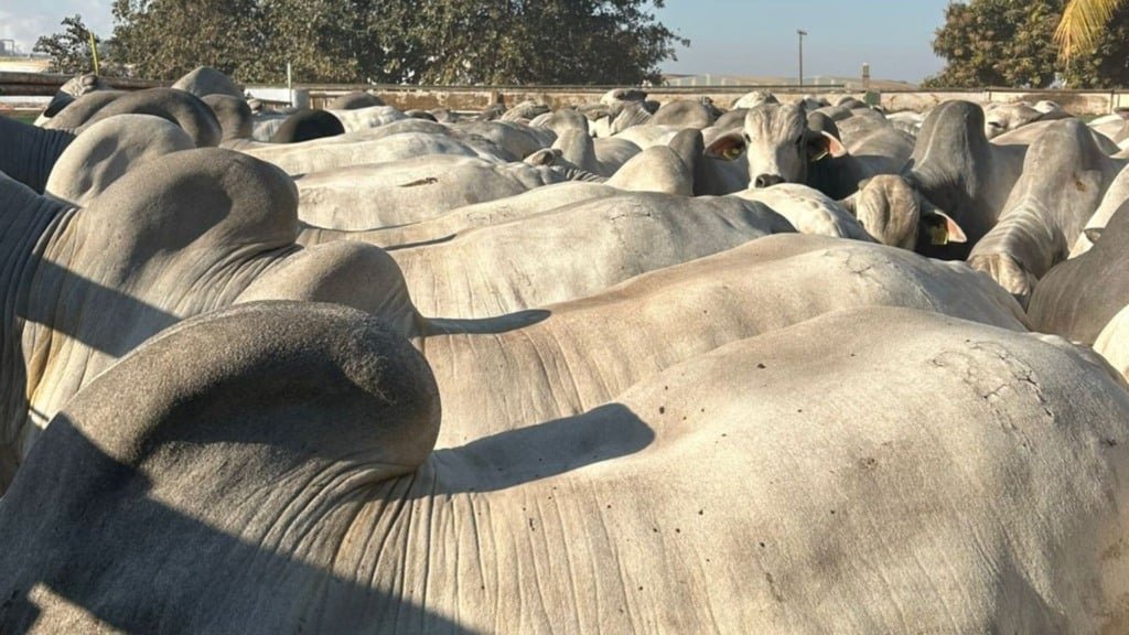 Parte do lote de superpesados filhos de touros Nelore Puros de Origem (PO) que foram abatidos na Friboi de Lins. Foto: Divulgação