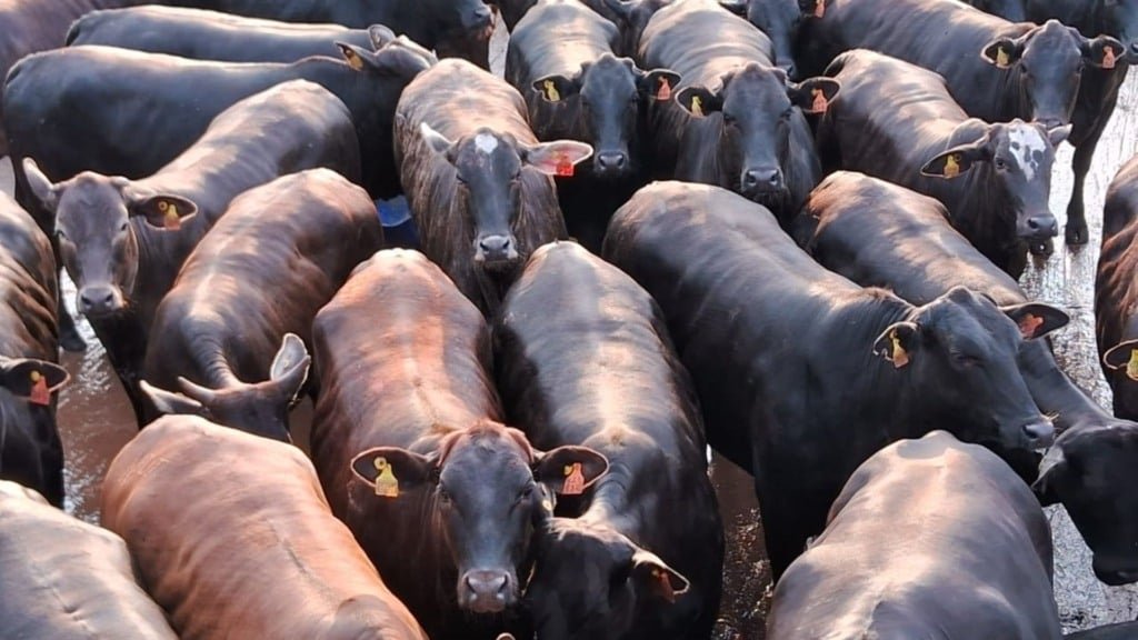 Foto: Divulgação/Friboi de Itapetinga (BA)