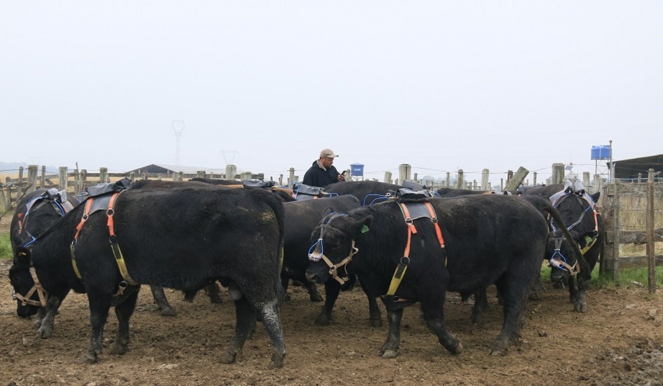 Pecuária no Pampa aposta em ciência para reduzir metano na pecuária