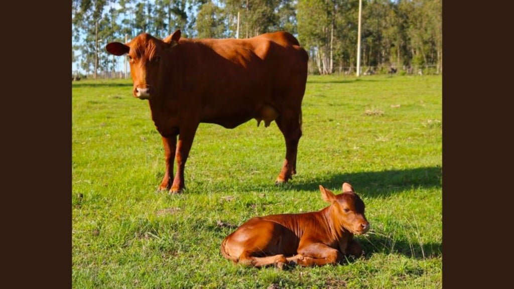 Bovinos da raça Senepol. Foto: Divulgação/ABCB Senepol