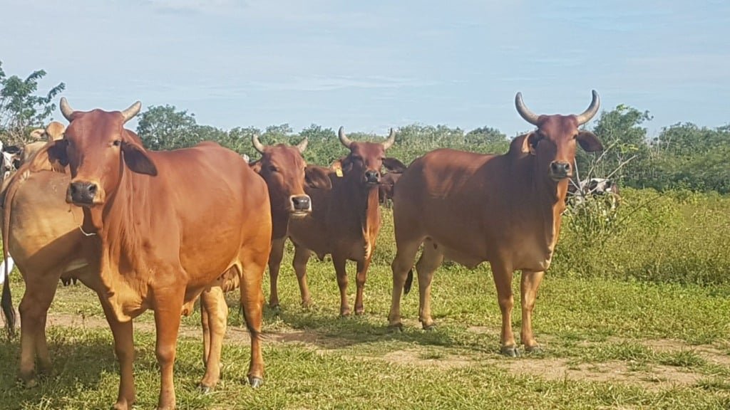 Bovinos da raça Sindi puros de origem (PO) da Embrapa reconhecidos pela ABCZ. Foto: Fernanda Birolo/Embrapa Semiárido