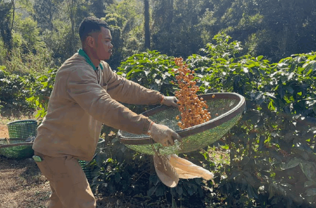 Um homem com uma grande peneira jogando o café