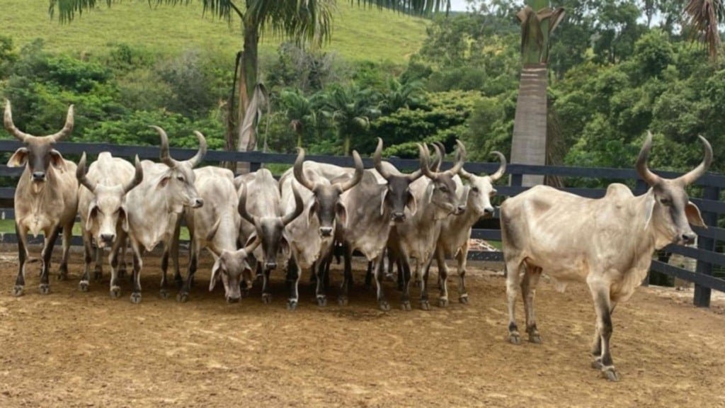 Vacas Guzerá. Foto: Divulgação