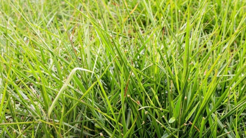 Capim humidicola. Foto: Divulgação