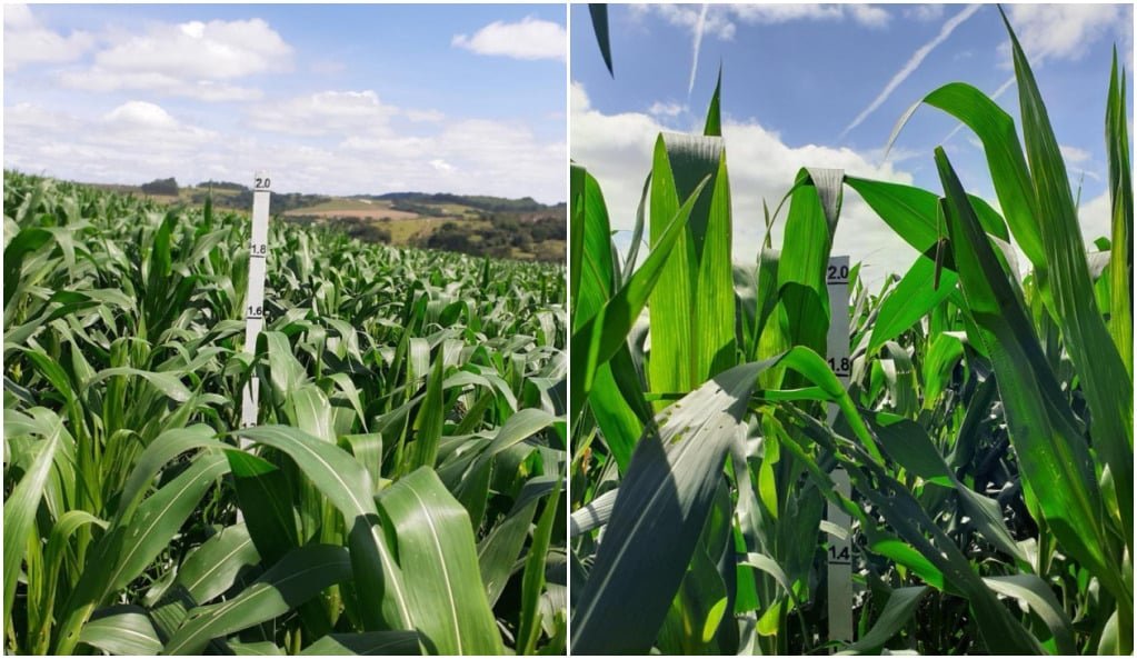 diferenças nas lavouras de milho