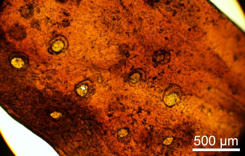 Imagem na escala de 50 micrômetros para identificar líquen