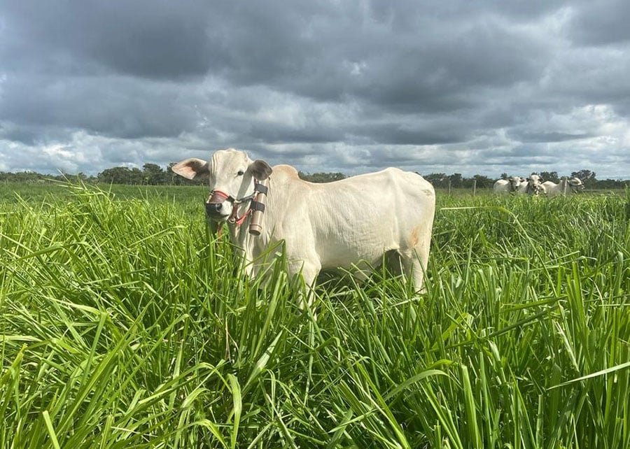 consórcio entre gramíneas e leguminosas em ILP