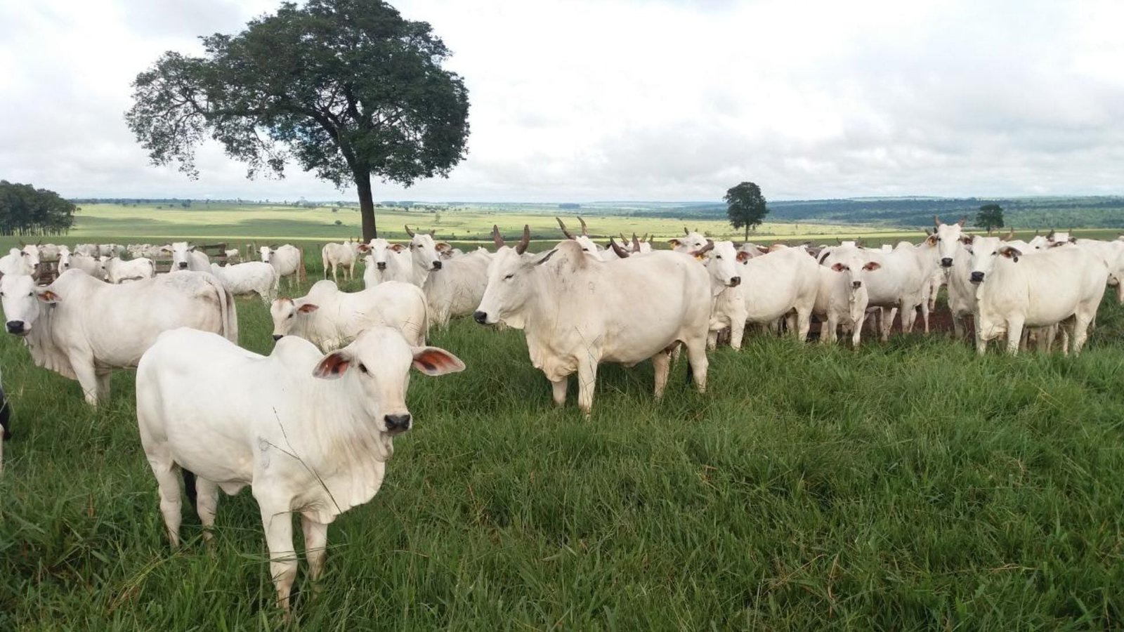 Bovinos em área de pastagem. Foto: Divulgação/Agropecuária Maragogipe