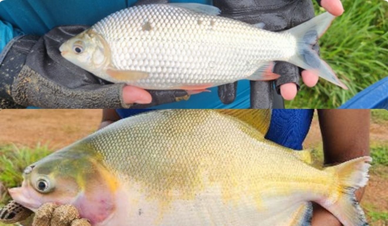 Curimba (em cima) e tambaqui