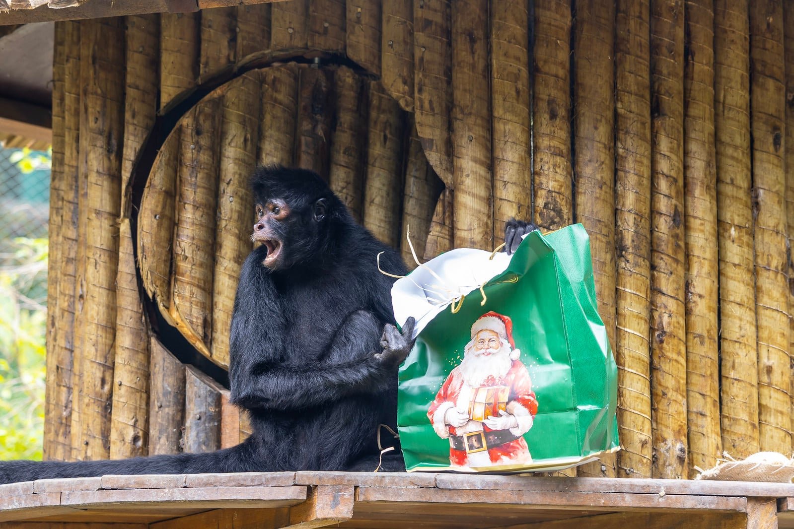Animais recebem presentes de Natal