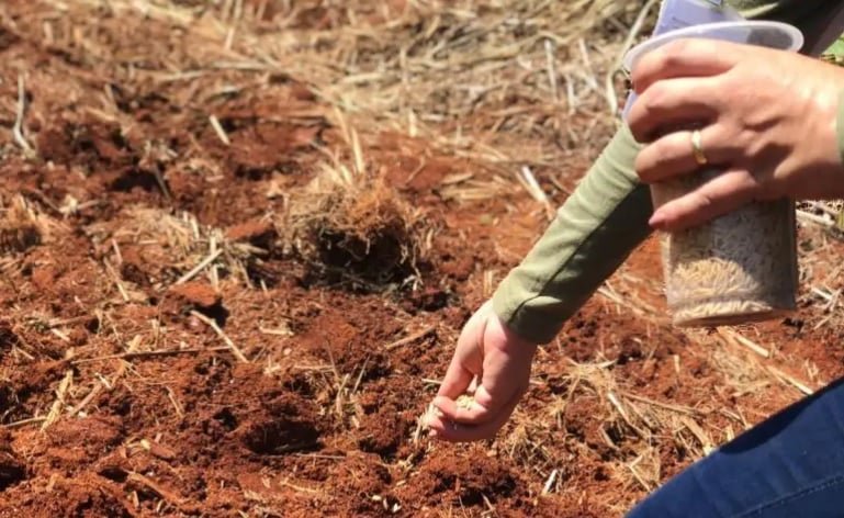 arroz, minas gerais, epamig