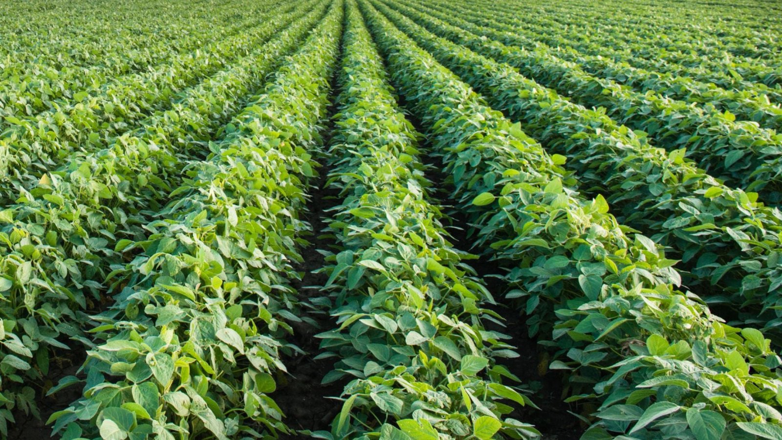 Foto: Divulgação/GreenLight Biosciences.