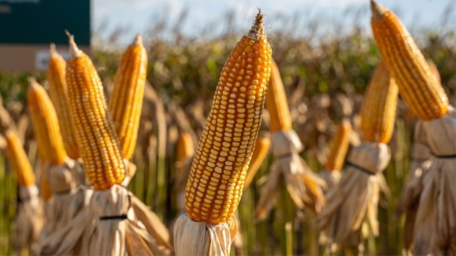 Geada queimou o milho? Saiba como transformá-lo em silagem de qualidade