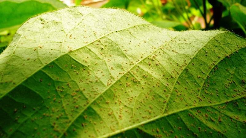 soja, ferrugem asiática