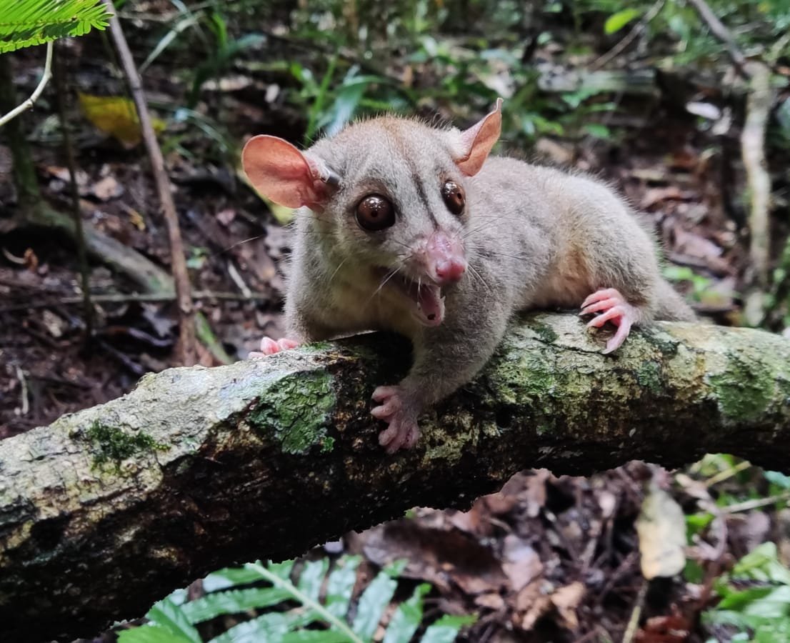 Cuíca-lanosa ( Caluromys philander ) - Wesley Lopes