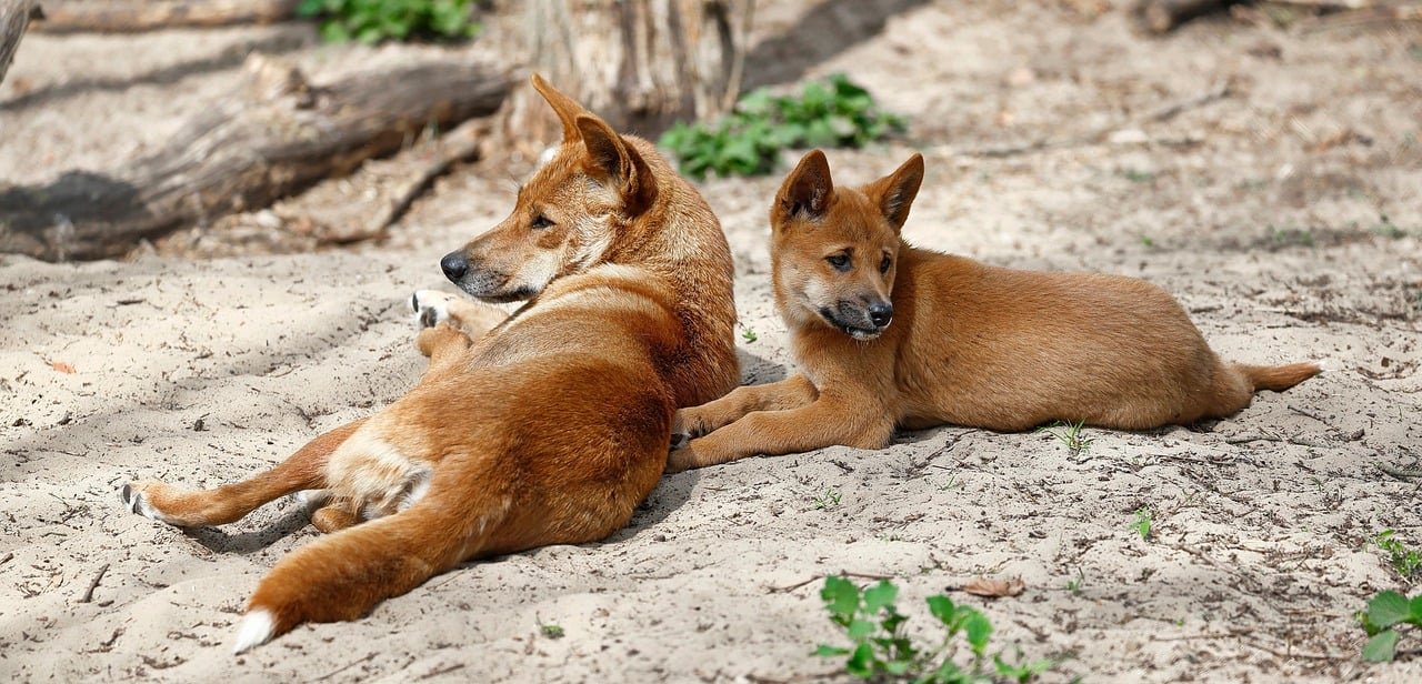 Dingo - cão selvagem da Austrália