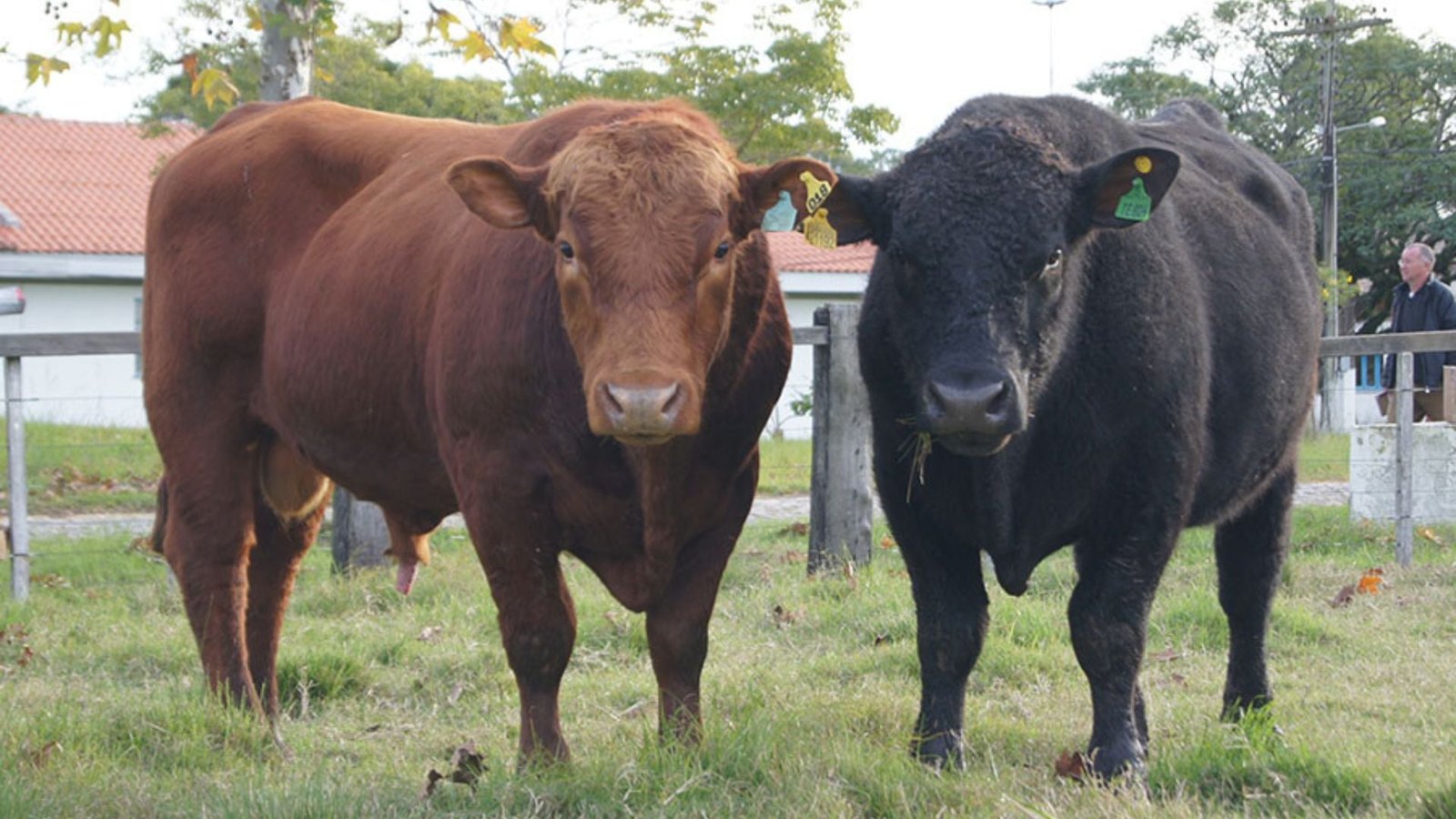 Foto: Divulgação/Fernando Goss.