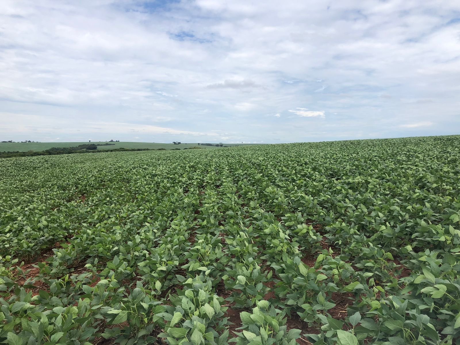 quebra safra paraná, chuvas