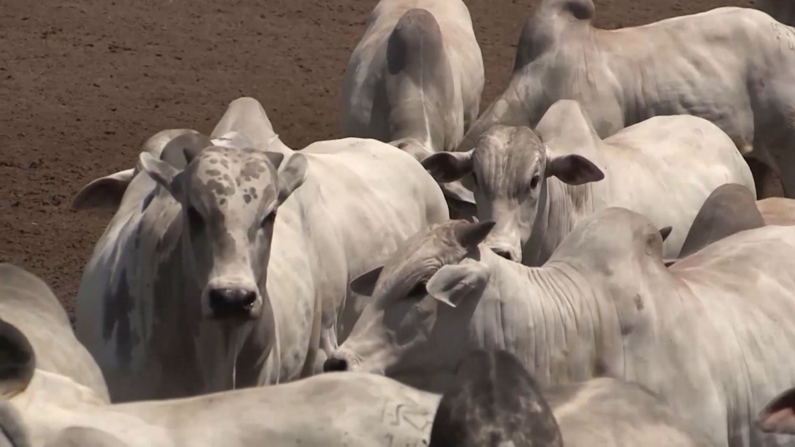 Mosca-dos-chifres: setembro é o mês chave para o controle e o lucro do gado. Veja