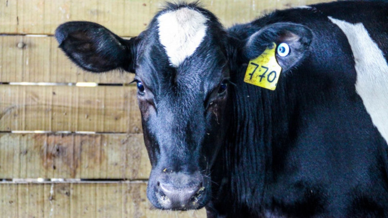 Foto: Divulgação/SP.