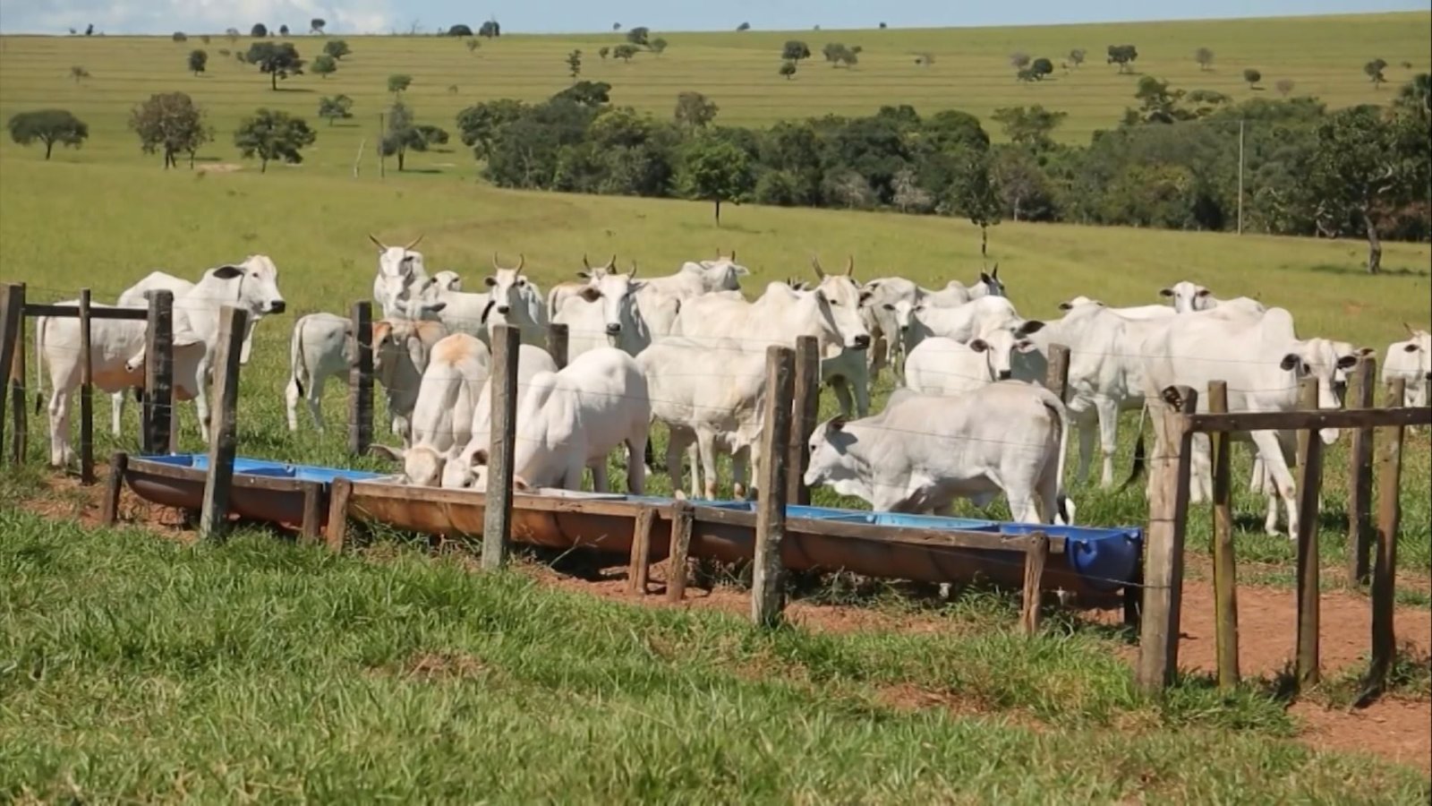 Foto: Reprodução/Giro do Boi.