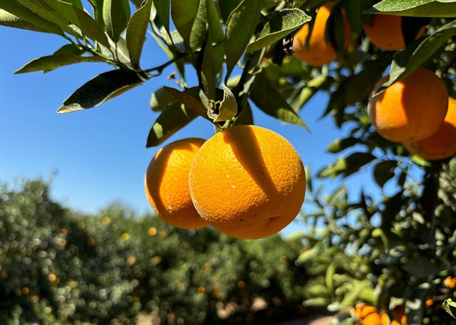 Laranja majorca
