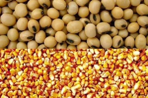 soja e milho