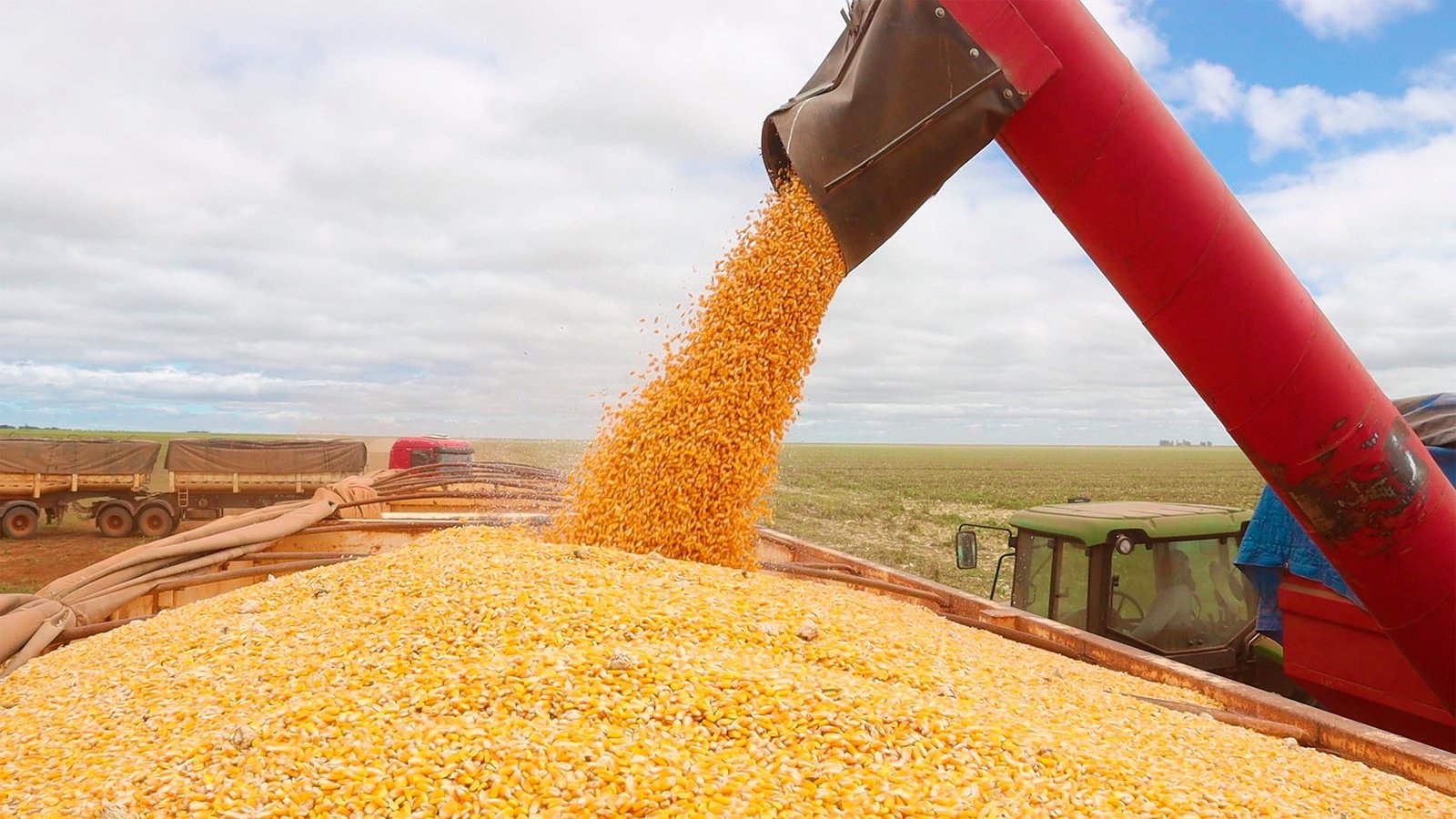 milho, cereal, grão