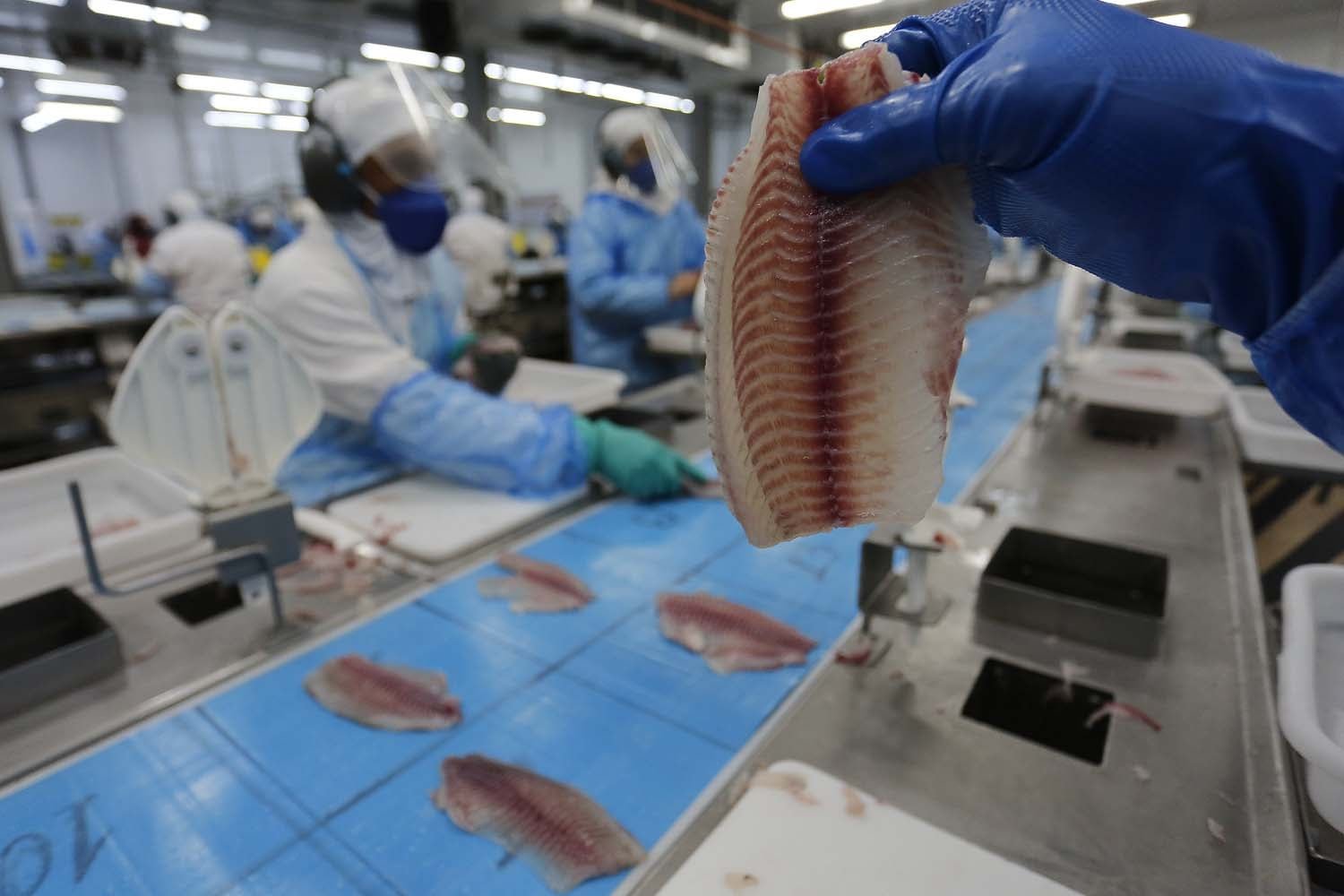 Filé de tilápia na cooperativa Copacol