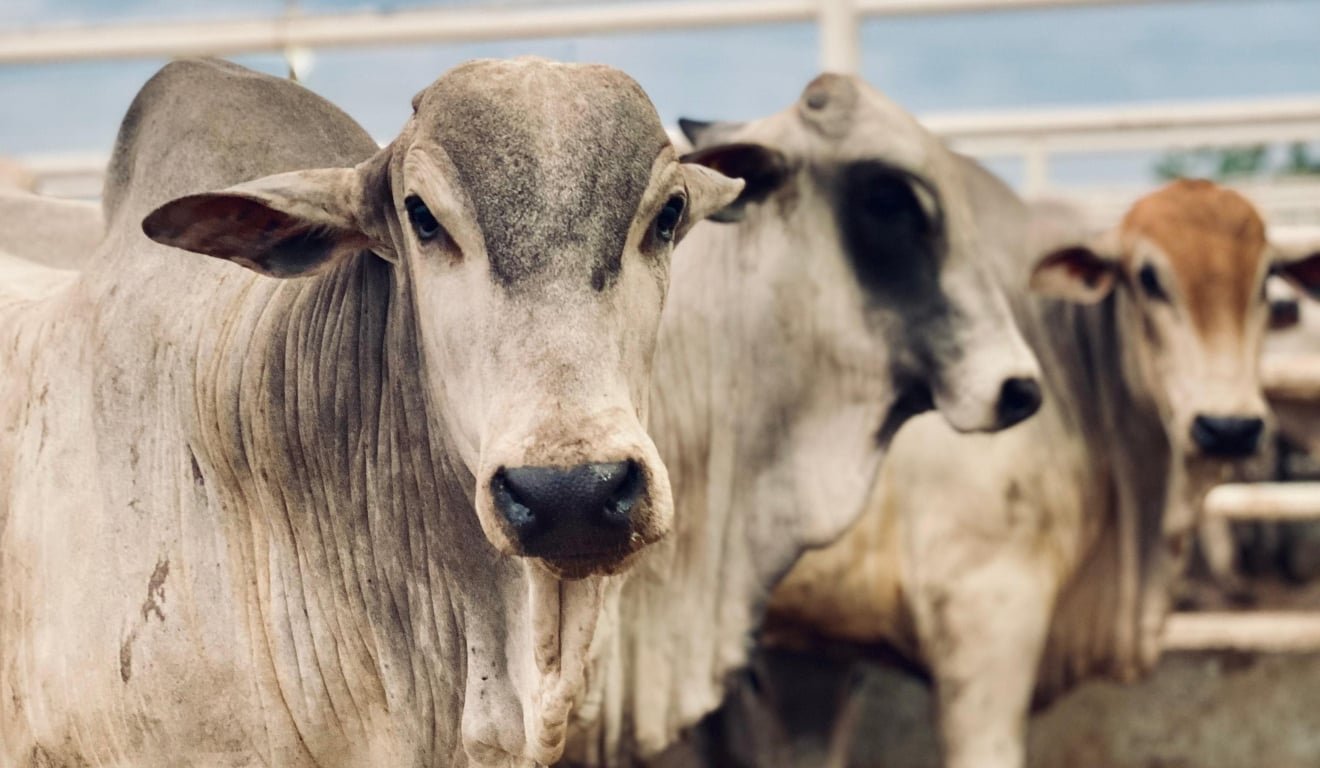Cria, recria e engorda na pecuária