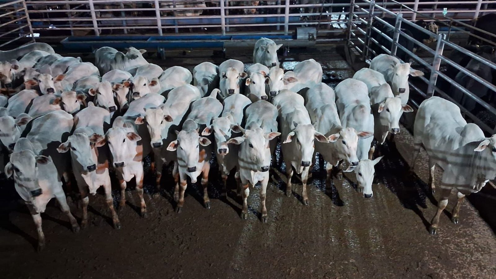 Fêmeas Nelore, o 1º lugar ficou com André Masagão Ribeiro, da Fazenda Ave Maria, de Laguna Carapã (MS). Foto: Divulgação/Friboi de Naviraí (MS)