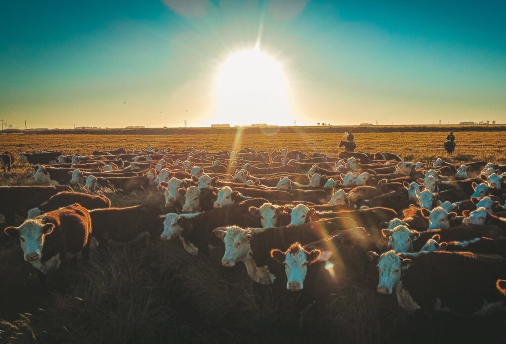 Rebanho Hereford - Crédito Lucas Nunes Divulgação
