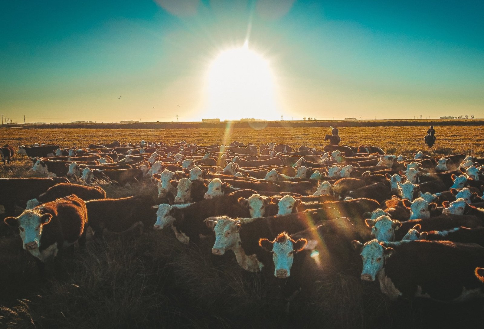 Rebanho Hereford - Crédito Lucas Nunes Divulgação