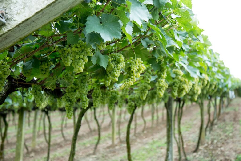 vinícola uva Embrapa