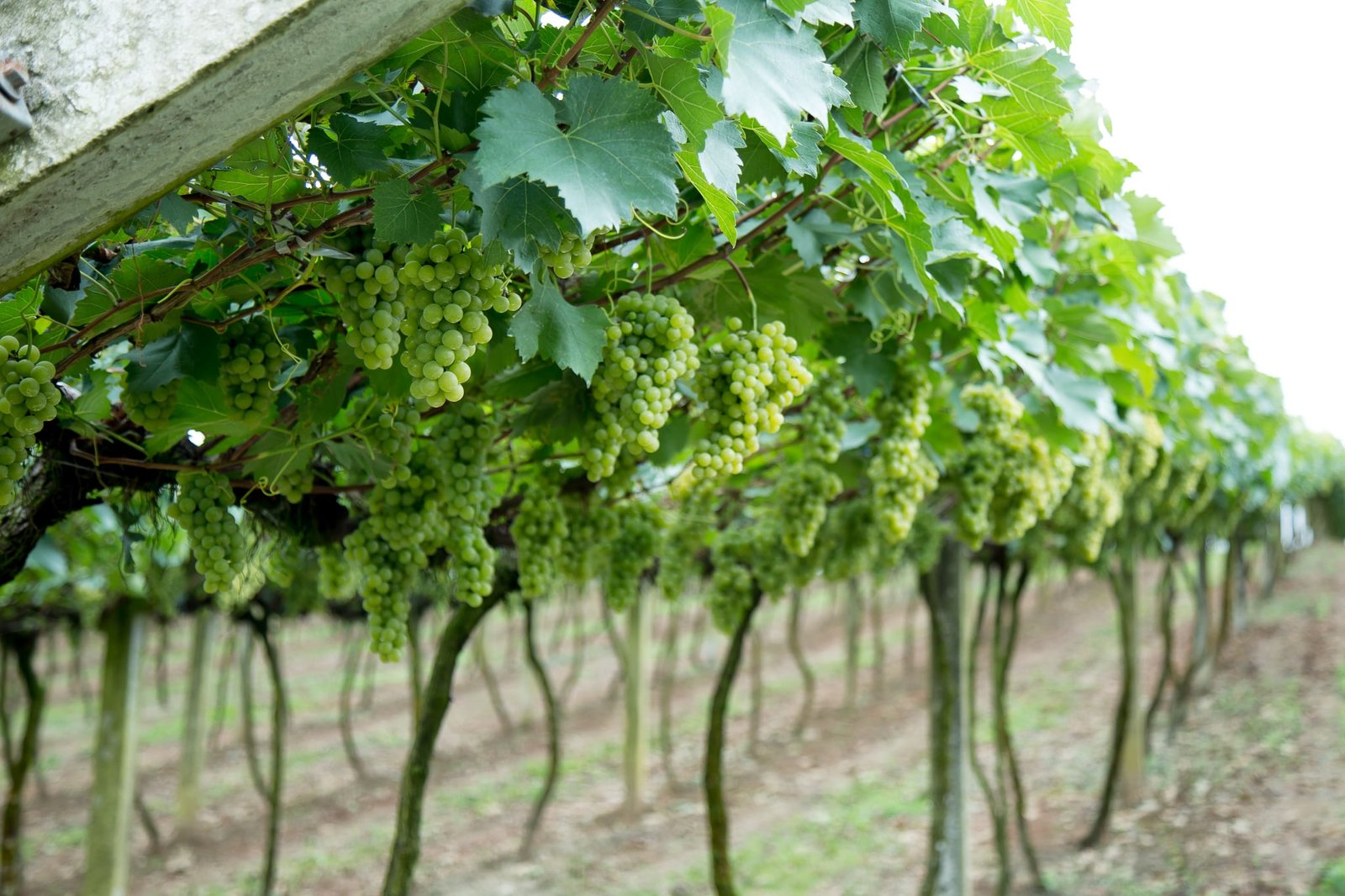 vinícola uva Embrapa