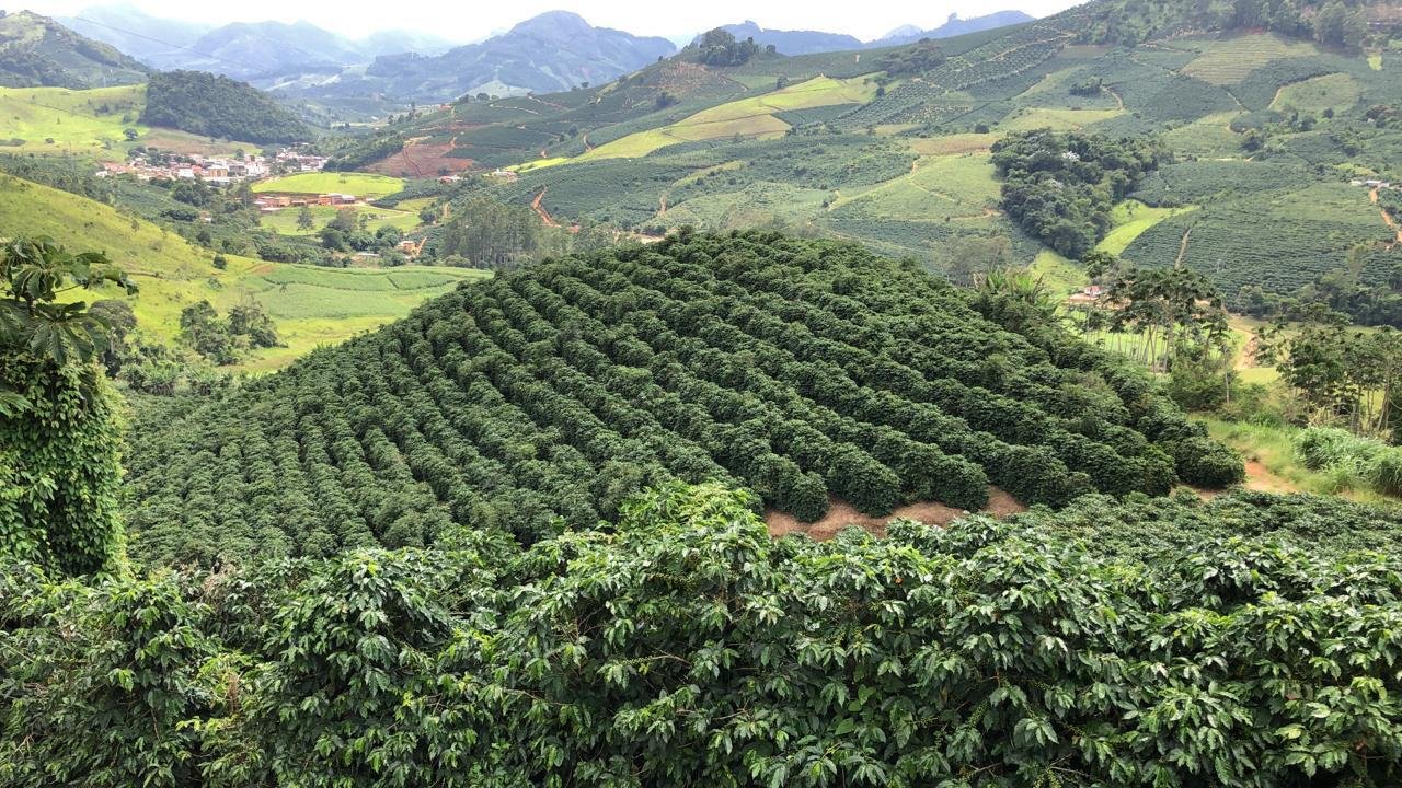 Produção de café em Matas de Minas | Foto: arquivo pessoal