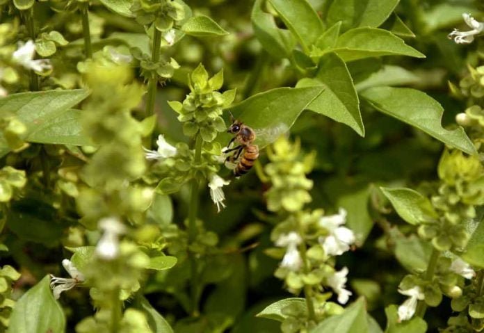 abelha flor de manjericão